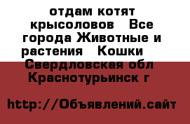 отдам котят крысоловов - Все города Животные и растения » Кошки   . Свердловская обл.,Краснотурьинск г.